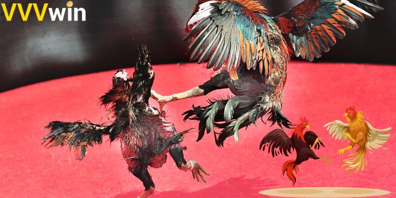 Đá Gà VVVwin - Sàn Cá Cược Đá Gà Hấp Dẫn Nhất Châu Á