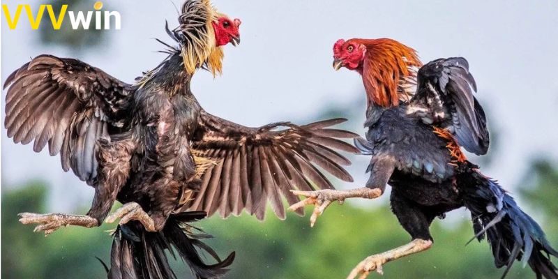 Tuyệt chiêu phá đảo đá gà VVVwin từ cược thủ